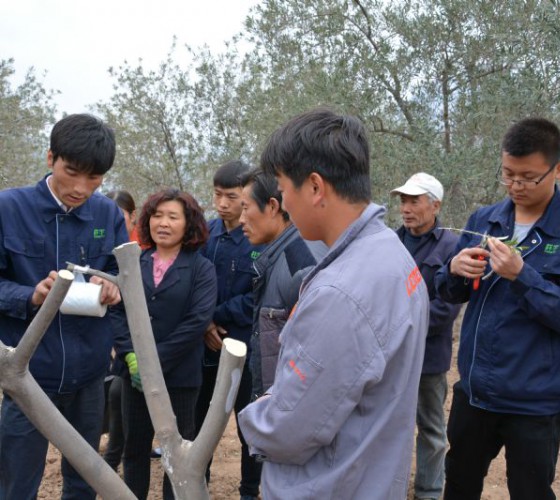 公司從產(chǎn)業(yè)鏈起始端著手，引進(jìn)良種優(yōu)苗，繁育基地苗圃，優(yōu)化樹(shù)種，以?xún)?yōu)質(zhì)的橄欖樹(shù)苗為生產(chǎn)特級(jí)初榨橄欖油提供基礎(chǔ)保障。在以自建萬(wàn)畝國(guó)家標(biāo)準(zhǔn)化油橄欖..
